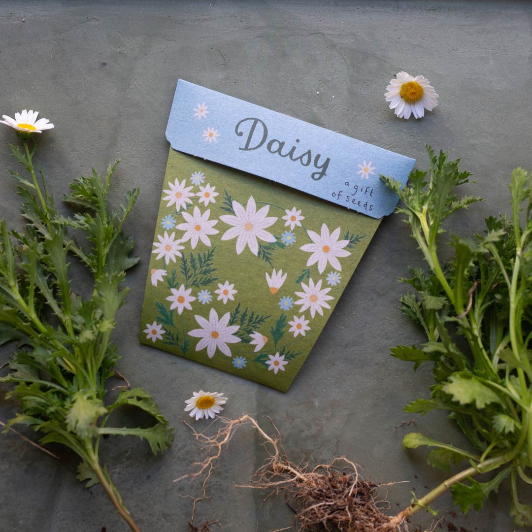 Gift of Seeds | Daisy