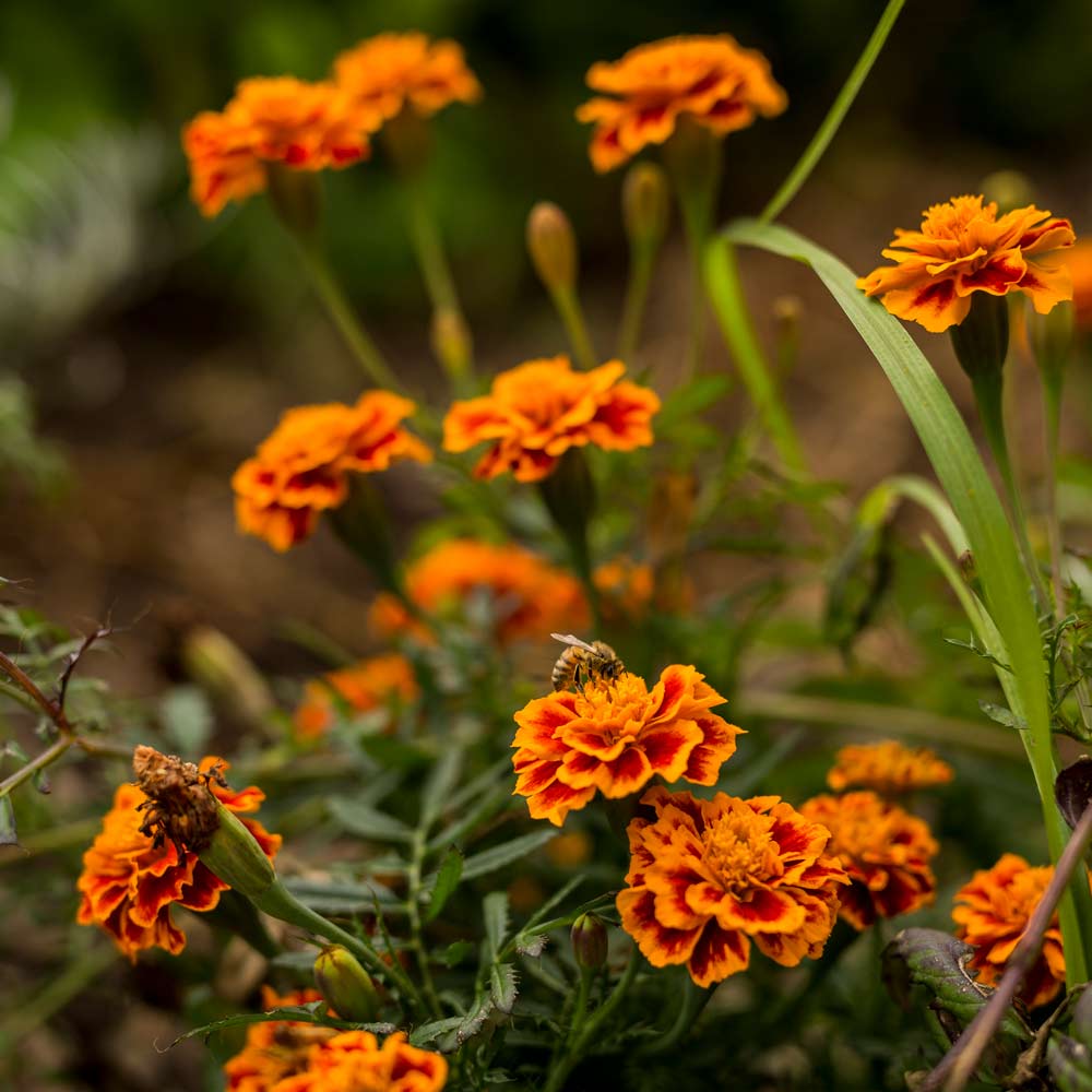 Gift of Seeds | Marigolds