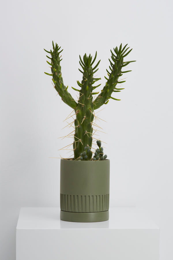 Etch Pot | Agave - MOSS AND WILD